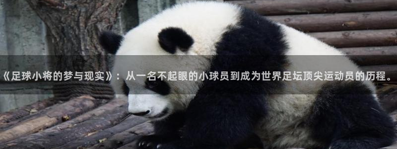 51漫画成人app入口